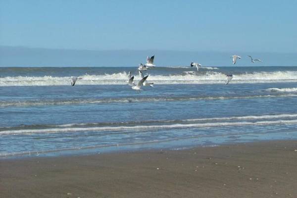 Gaviotas Beach Home