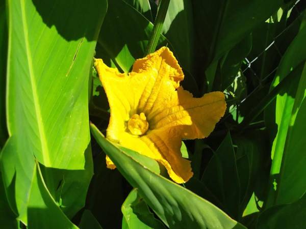 La casita del hornero
