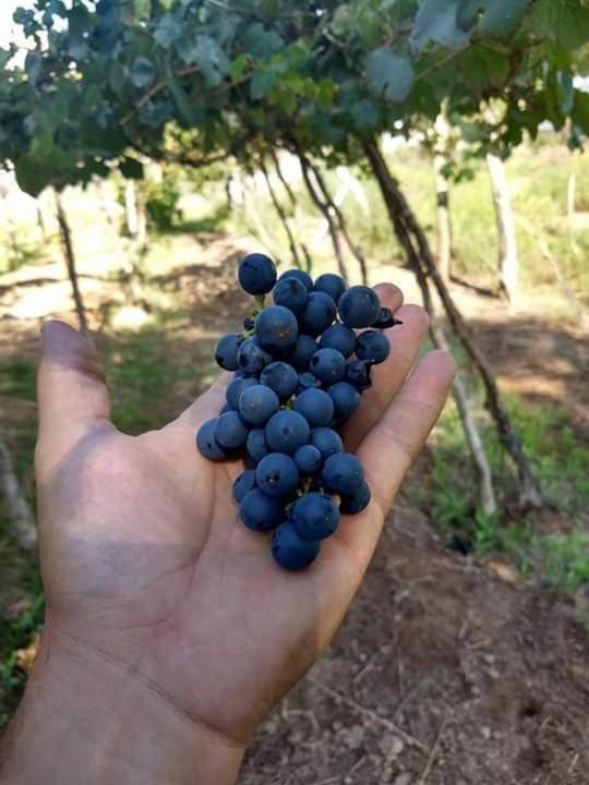 Las Tinajas de San Carlos