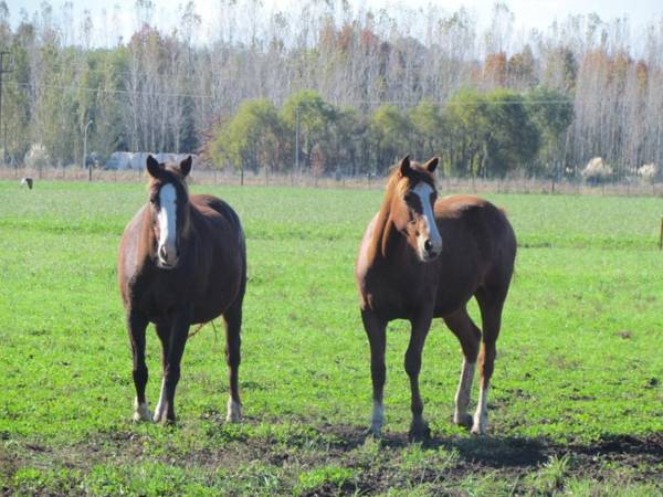 Casa Mansa Puro Campo