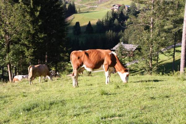 Apartements Richlegghof