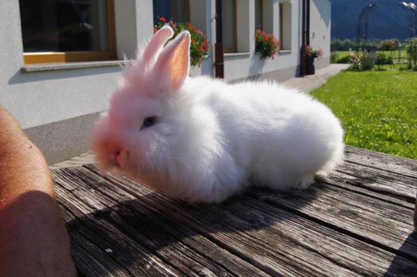 Apparthotel Stoanerhof