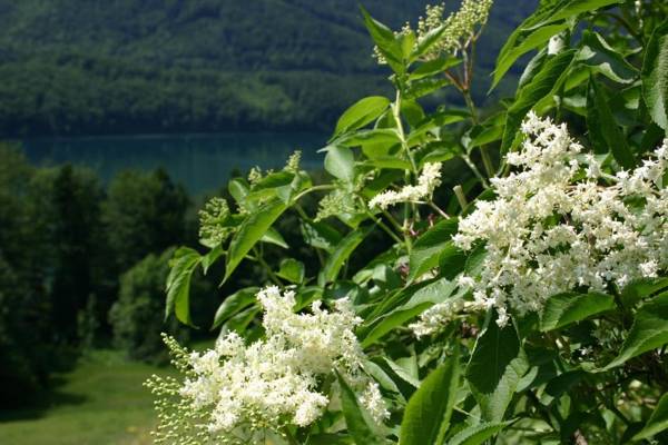 Appartementhaus Grill