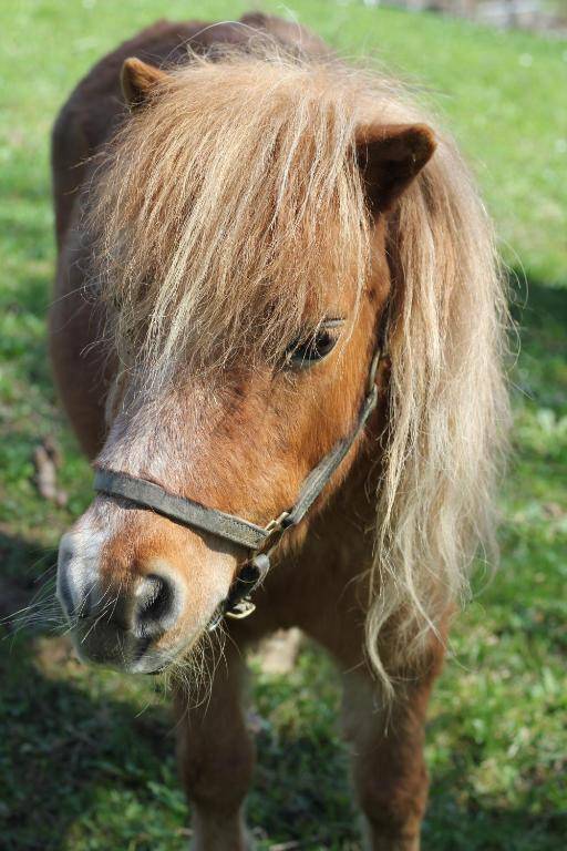 Bio Ferienbauernhof Greber