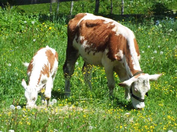 Ferienhaus Untergladner
