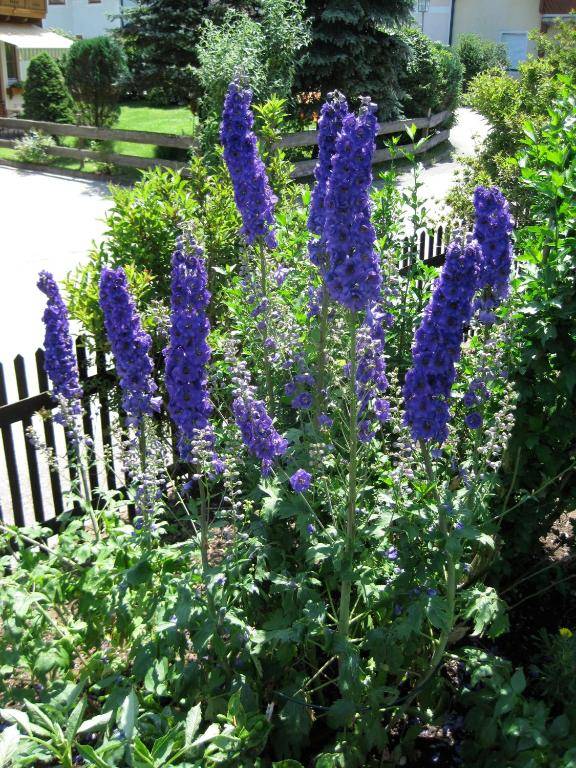 Ferienwohnungen Thalmeier