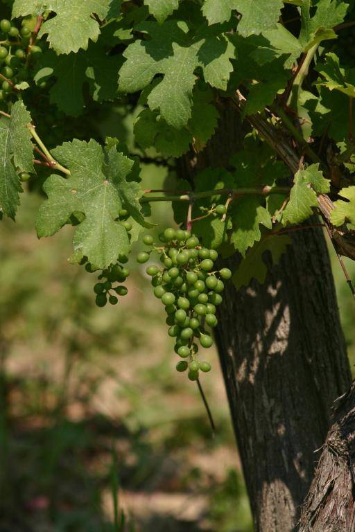 Kolpingsfamilie Poysdorf