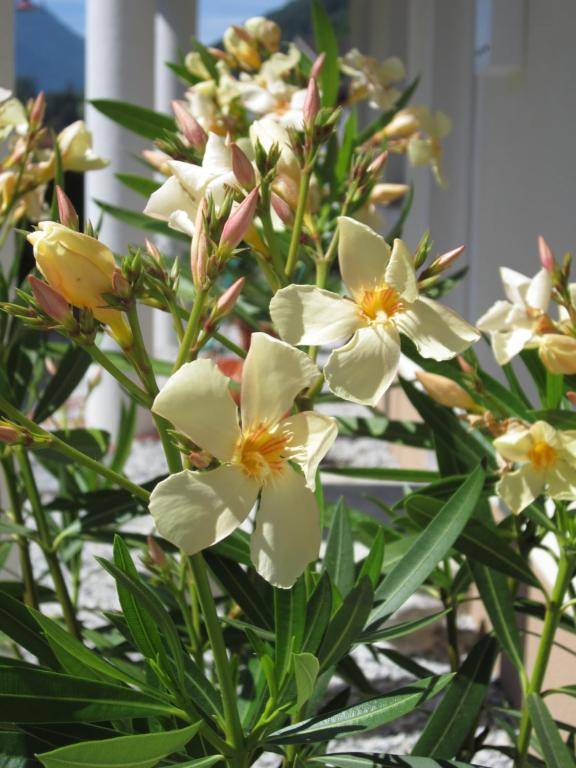 Ferienwohnung Bergpanorama