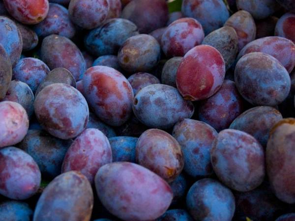 Gartenhotel & Weingut Pfeffel Dürnstein