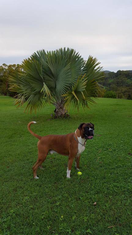 Tropical Coast Retreat - Pet Friendly - Adult only