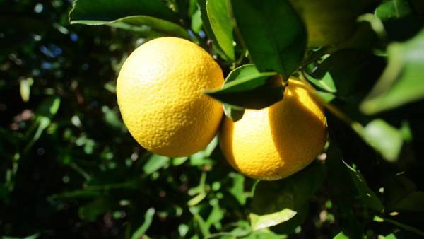 Margaret River Motel