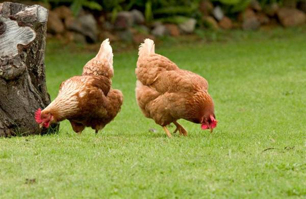 Peppermint Brook Cottages