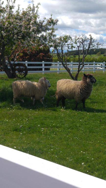 Little Sunnyside Accommodation