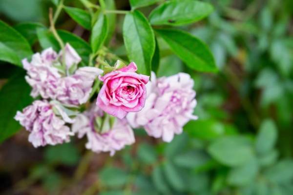 Best Central House - SLEEPS 12 !!