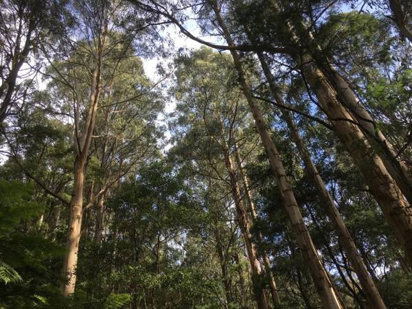 Wild Orchid Olinda Private Luxury Cottage