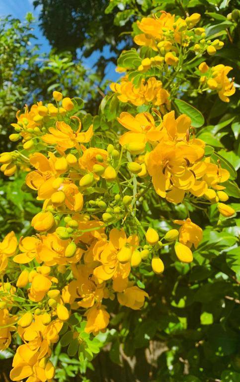 The Cottages On Mount Tamborine