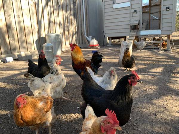 Rural Retreat near Hobart with Mountain View 