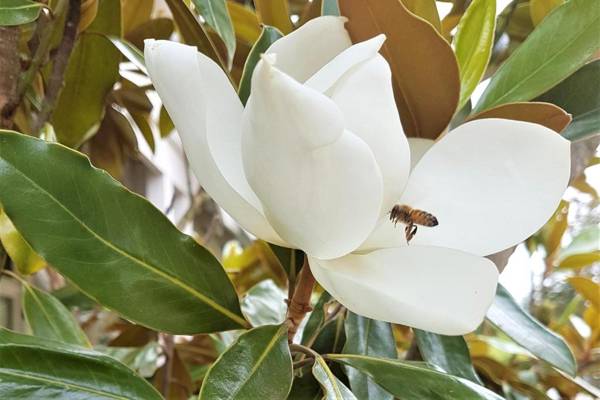 Healesville House - Magnolia House