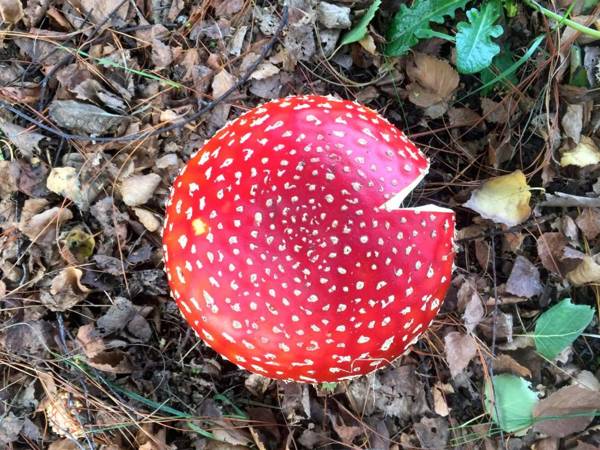 Green Gables B&B Anne loves Paris