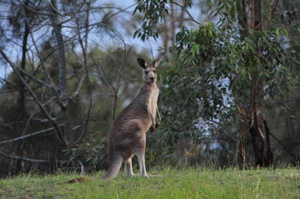 Twin Trees Country Cottages