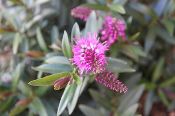 Grand Manor Motor Inn