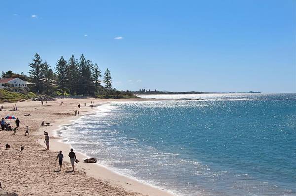 The Norfolks on Moffat Beach