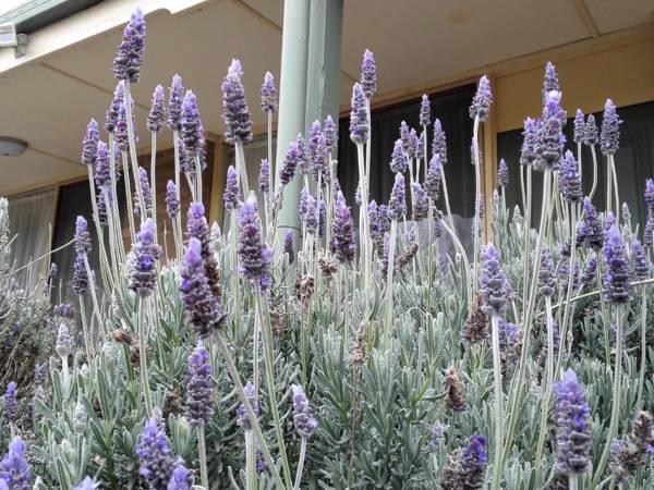 Ballarat Eureka Lodge Motel