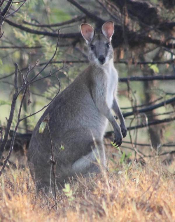 Corroboree Park Tavern