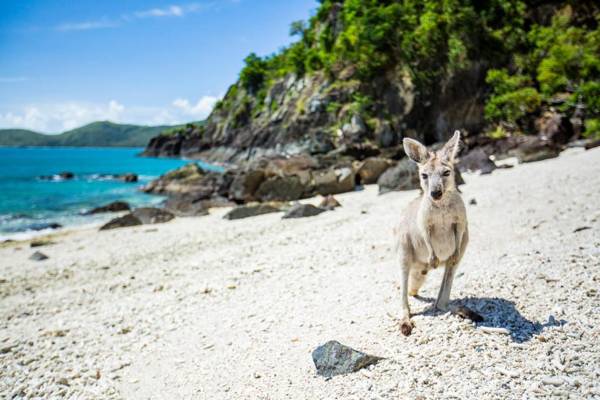 Daydream Island Resort