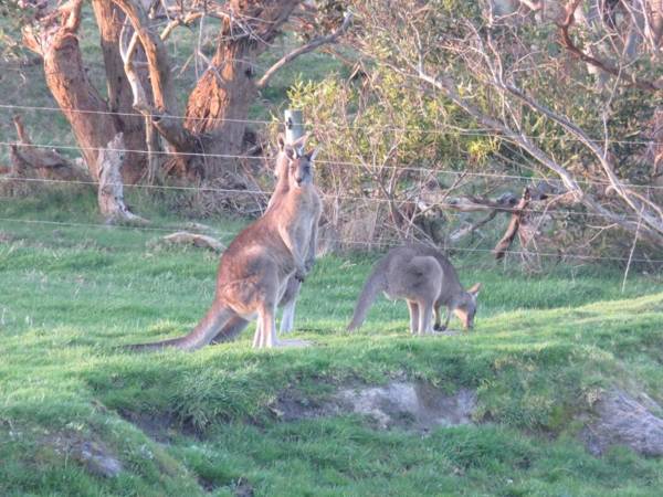 Tidal Dreaming Seaview Cottages