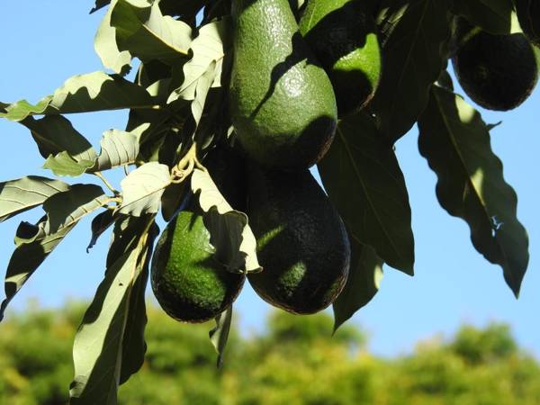 Pencil Creek Cottages