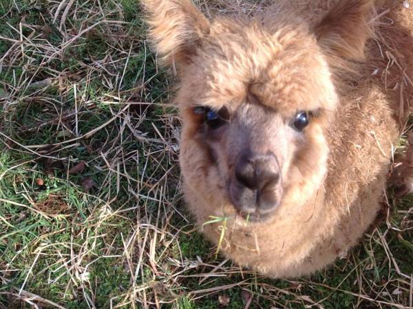 Balingup Jalbrook Cottages Jalbrook Estate
