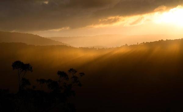 Binna Burra Rainforest Campsite