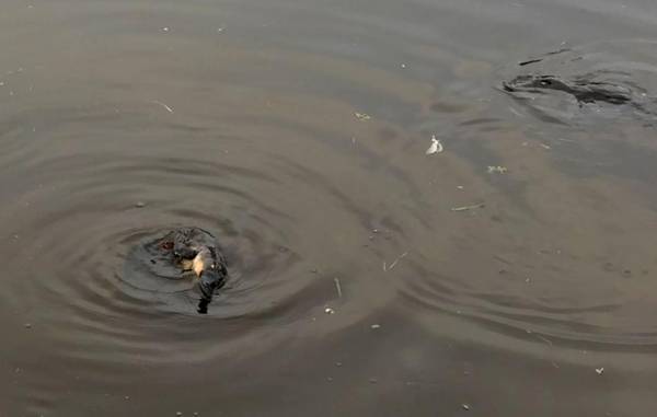 Penguin Seaside Homestay