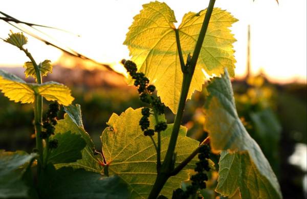 Blackwattle Retreats