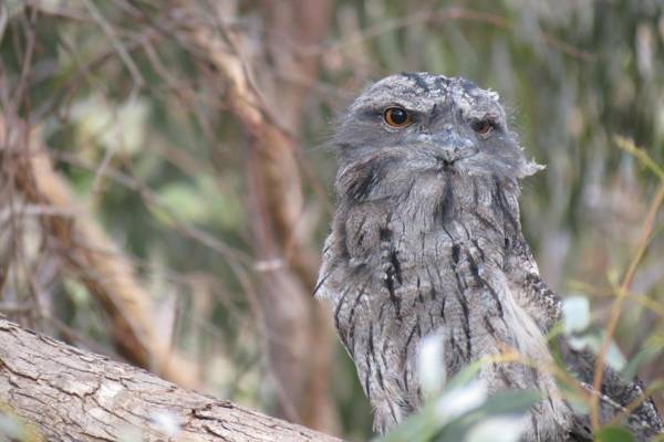 Butterworth Accommodation