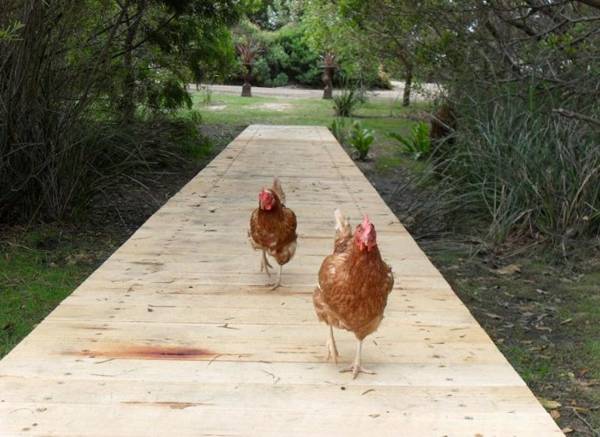 Sandpiper Ocean Cottages