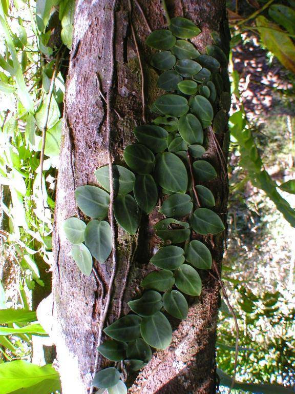 Epiphyte B & B