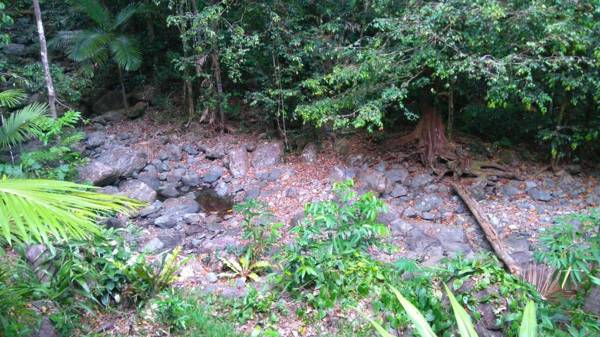 Black Palm Cape Tribulation