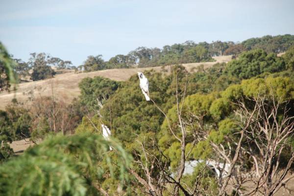 Mancuso Country Cottage Retreat