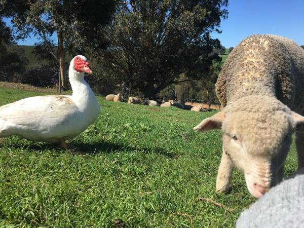 Balingup Highview Chalets