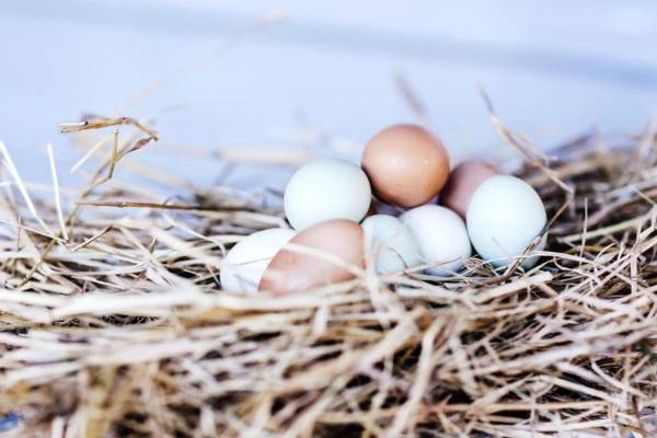 Nightcap Ridge - Byron Bay Hinterland