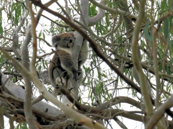 Belair National Park Holiday Park