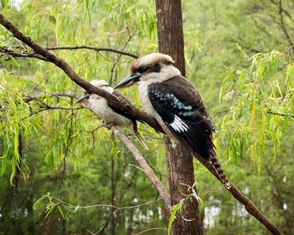 RAC Karri Valley Resort