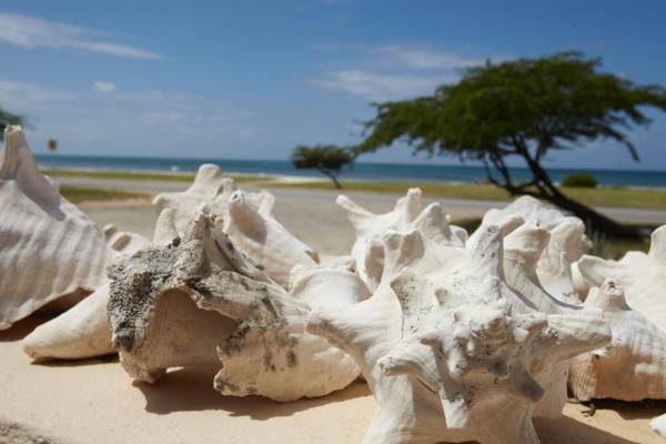 Aruba Sunset Beach Studios