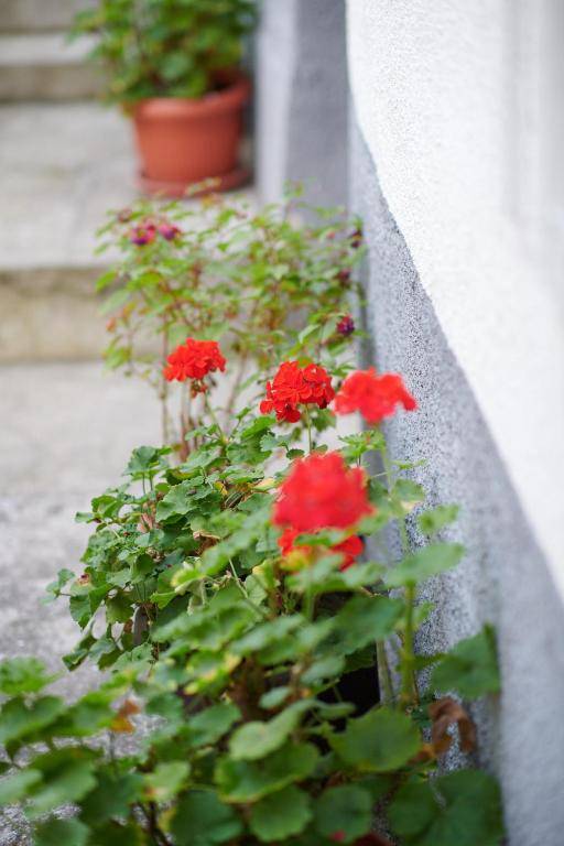 Lovely House Apartment
