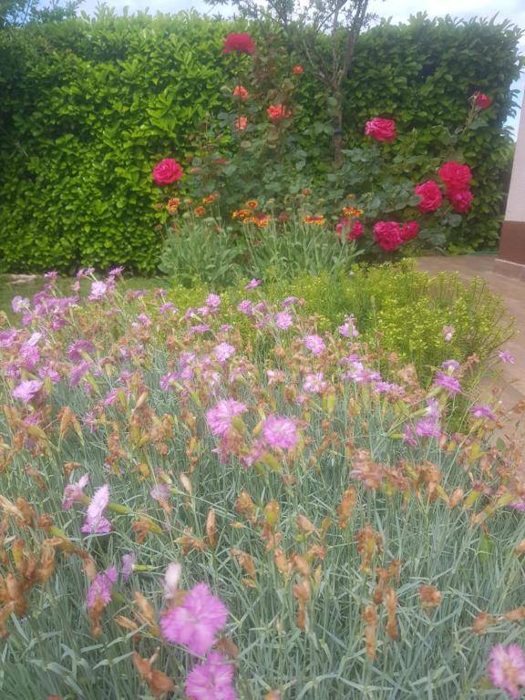 Apartman Corluka Grude