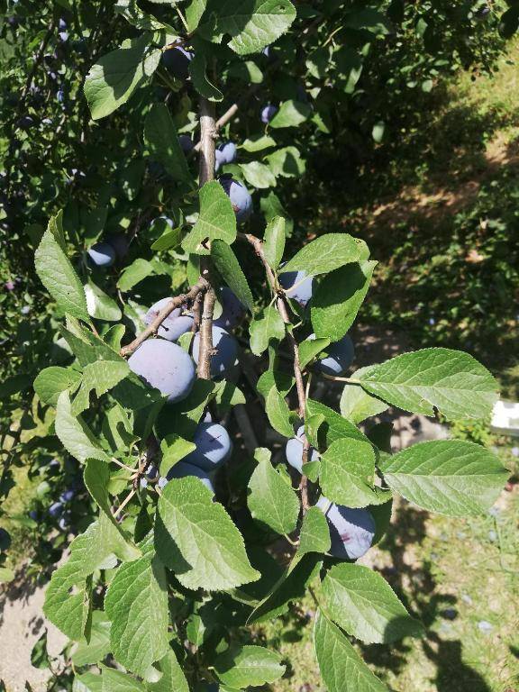 Vikendica u zelenilu