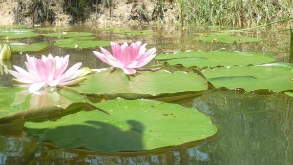 Guest House Mala Prica