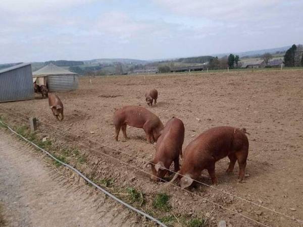 Sophisticated Holiday Home in Lierneux with Garden